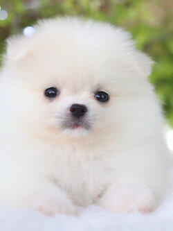 ปอมเมอเรเนียน เพศเมียสีขาวครีม