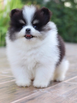 ปอมเมอเรเนียน เพศผู้