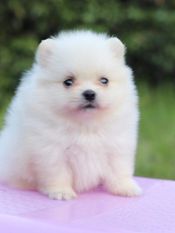 ปอมเมอเรเนียน เพศเมีย