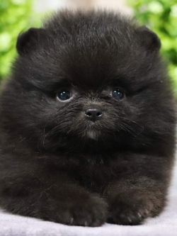 ปอมเมอเรเนียน เพศผู้