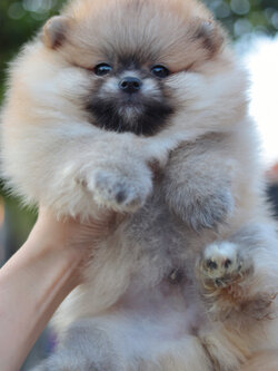 ปอมเมอเรเนียน เพศผู้สีส้มเกรดโชว์