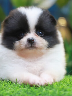 ปอมเมอเรเนียน เพศผู้ สีแฟนซีขาวดำ