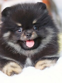 ปอมเมอเรเนียน เพศผู้แบล็คแทน