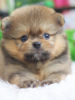 ปอมเมอเรเนียน เพศผู้สีส้ม