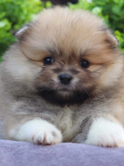 ปอมเมอเรเนียน เพศเมีย