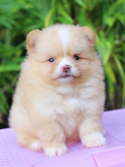 ปอมเมอเรเนียน เพศเมีย สีครีม