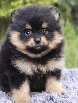 ปอมเมอเรเนียน เพศเมีย