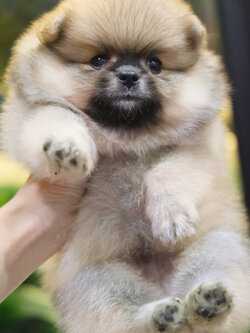 ปอมเมอเรเนียน เพศผู้ สีส้ม