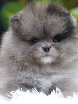 ปอมเมอเรเนียน เพศผู้ เมอร์เร่