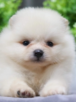 ปอมเมอเรเนียน เพศผู้