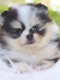 ปอมเมอเรเนียน เพศผู้ สีเมอร์เร่