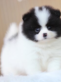 ปอมเมอเรเนียน เพศผู้ สีแฟนซี