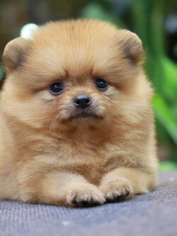 ปอมเมอเรเนียน เพศเมีย