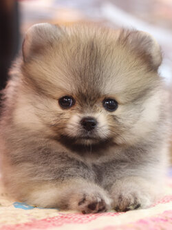 ปอมเมอเรเนียน เพศเมียสีส้ม