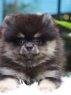 ปอมเมอเรเนียน เพศเมีย แบล็คแทน