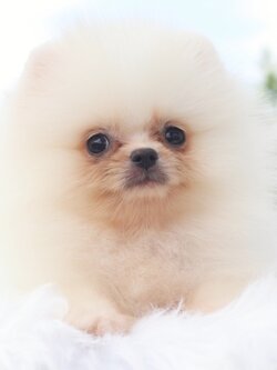 ปอมเมอเรเนียน เพศผู้สีขาวครีม