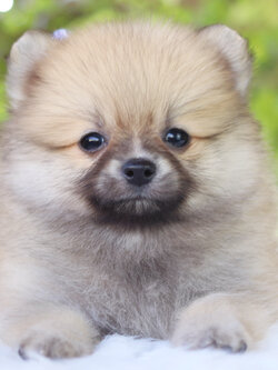 ปอมเมอเรเนียน เพศเมียสีส้ม