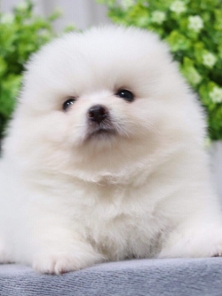 ปอมเมอเรเนียน เพศเมีย