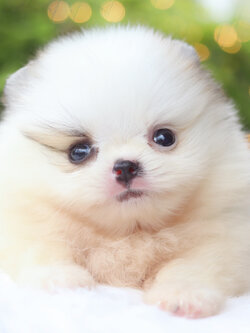 ปอมเมอเรเนียน เพศเมียสีแฟนซี