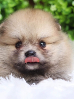 ปอมเมอเรเนียน เพศเมีย