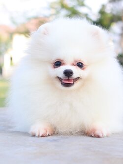 ปอมเมอเรเนียน เพศผู้ สีขาวสามเดือนเกรดพ่อพันธุ์