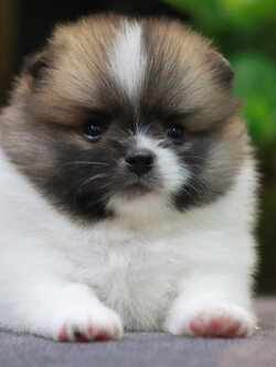 ปอมเมอเรเนียน เพศผู้