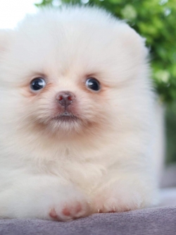 ปอมเมอเรเนียน เพศเมีย