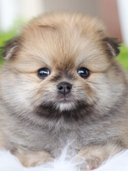 ปอมเมอเรเนียน เพศผู้สีส้ม