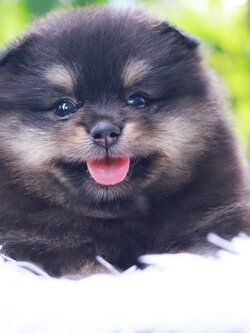 ปอมเมอเรเนียน เพศเมียแบล็คแทน