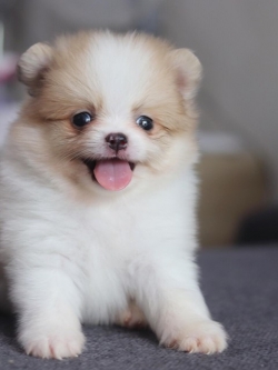 ปอมเมอเรเนียน เพศผู้