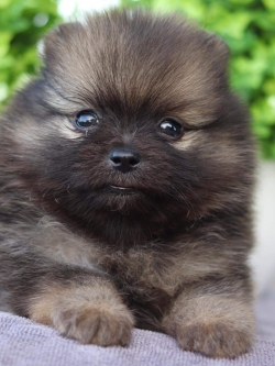 ปอมเมอเรเนียน เพศเมีย