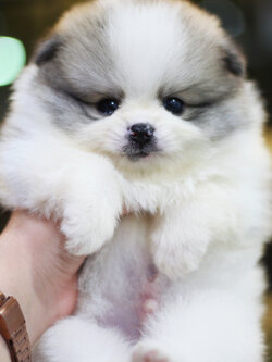 ปอมเมอเรเนียน เพศผู้ สีแฟนซี