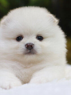 ปอมเมอเรเนียน เพศผู้ สีขาวครีม