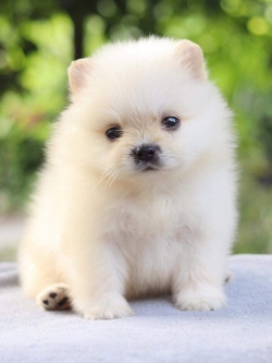 ปอมเมอเรเนียน เพศผู้