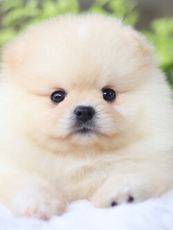 ปอมเมอเรเนียน เพศผู้สีครีม