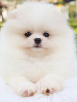 ปอมเมอเรเนียน เพศเมียสีขาวครีม