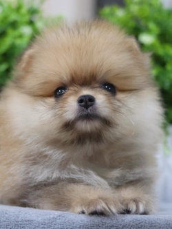 ปอมเมอเรเนียน เพศเมีย