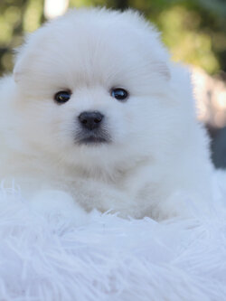 ปอมเมอเรเนียน เพศผู้ สีขาวครีม