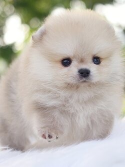 ปอมเมอเรเนียน เพศผู้สีส้มตาสีฟ้า1 ข้าง