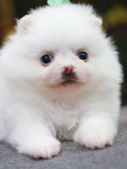 ปอมเมอเรเนียน เพศเมีย