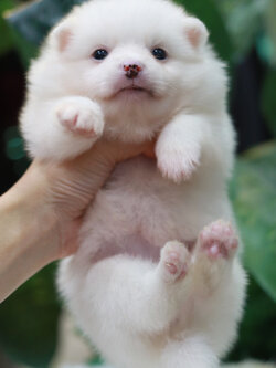 ปอมเมอเรเนียน เพศเมีย สีขาว หน้าฟ็อก