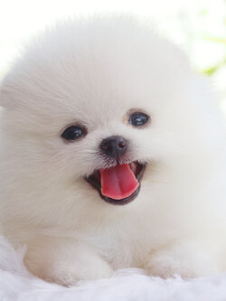 ปอมเมอเรเนียน เพศผู้สีขาวครีมเกรดโชว์