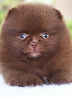 ปอมเมอเรเนียน เพศเมียสีช็อค เกรดโชว์