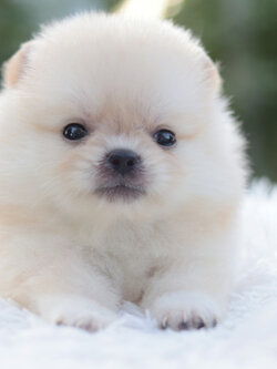 ปอมเมอเรเนียน เพศเมียขาวครีม