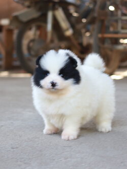 ปอมเมอเรเนียน เพศผู้สีแฟนซีขาวดำ