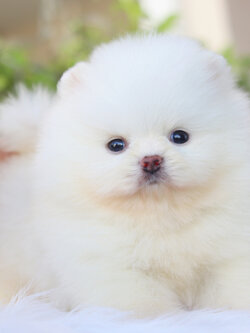 ปอมเมอเรเนียน เพศเมียสีขาวครีมเกรดโชว์