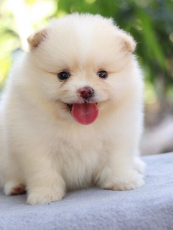 ปอมเมอเรเนียน เพศผู้