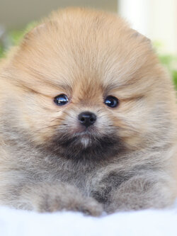 ปอมเมอเรเนียน เพศผู้ สีส้ม เกรดโชว์