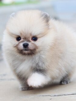 ปอมเมอเรเนียน เพศเมียสีส้มเกรดโชว์