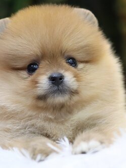 ปอมเมอเรเนียน เพศเมียสีส้ม